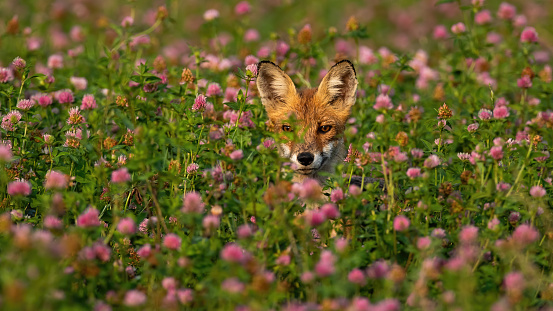Red fox, vulpes vulpes, hiding in tall grass on a meadow with wildflowers in summer morning. Wild animal wet from dew facing camera in nature with copy space