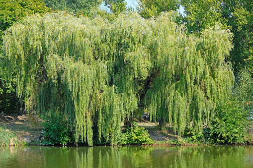 Large, lush, green willow on the banks of the river. Willow branches sink to the water. Nature, quiet, clear summer day, green trees and shrubs near the lake.