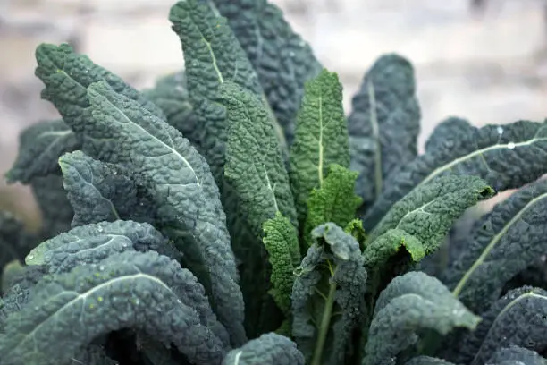 Photo of A variety of cabbage that does not head out.