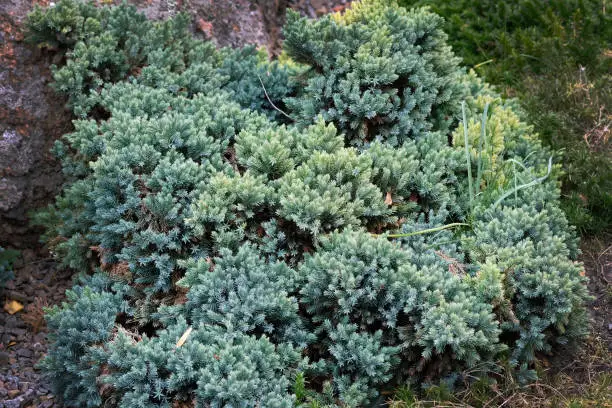 Juniperus squamata is a species of juniper native to the Himalayas. Blue Carpet Branches of Himalayan juniper with bluish green needles. Evergreens for landscape design.