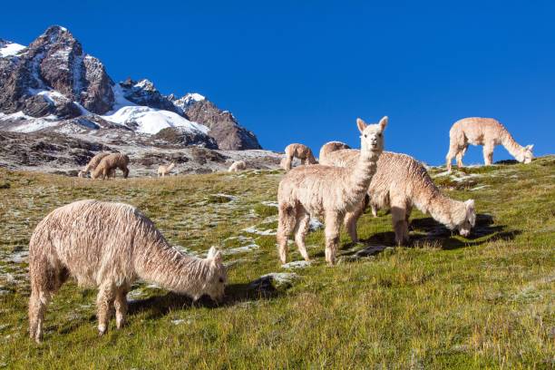 istock llama or lama, Andes mountains, 1206908907