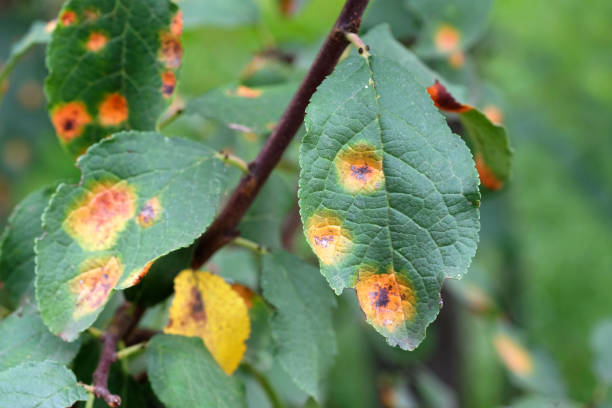 istock Apple tree branch with green leaves affected by a fungal disease rust. 1206908976