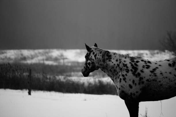 istock Appaloosa In The Snow. 1206908997