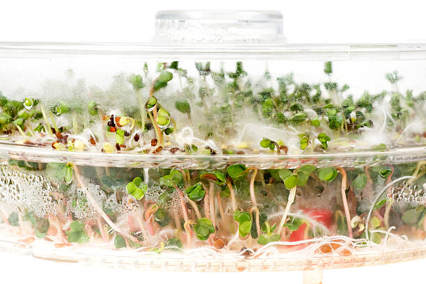 istock Close-up of a spicy daikon radish sprout 120690921