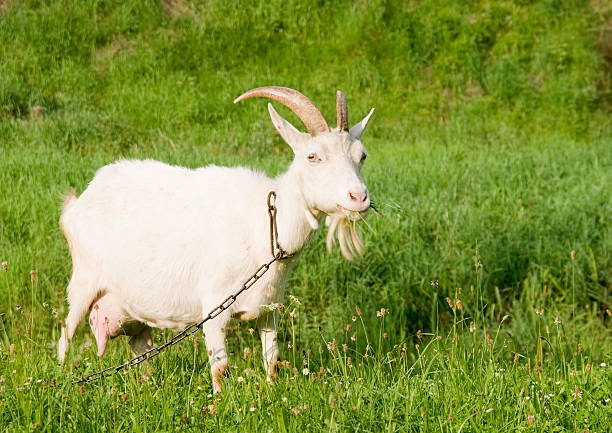 istock White goat on the pasture with green grass, chain hitched. 120690931