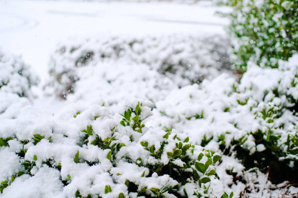 istock Snow Covered Holly Bushes 1206911980
