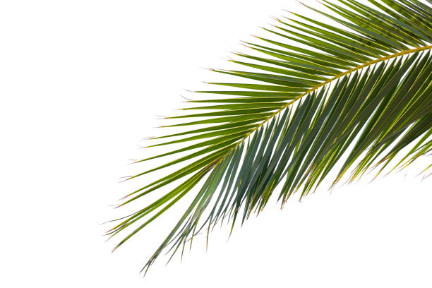 istock Green leaf of a palm tree isolated on white 1206912321