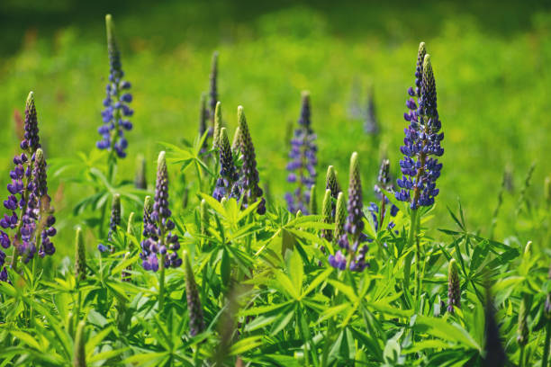 istock Blooming lupinus field with purple and blue flowers. 1206912372
