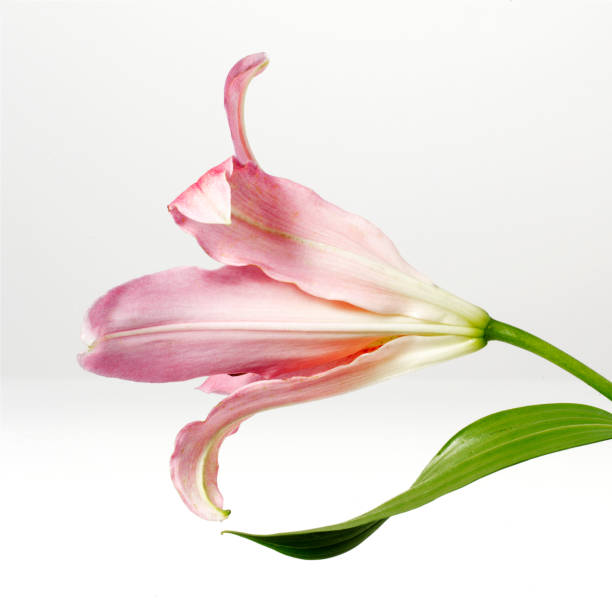 Lily flower Pink Lily flower on white background water lily photos stock pictures, royalty-free photos & images