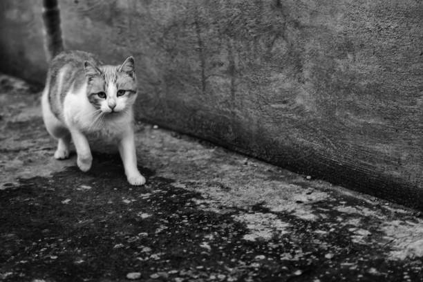 istock Abandoned street cats 1206915129