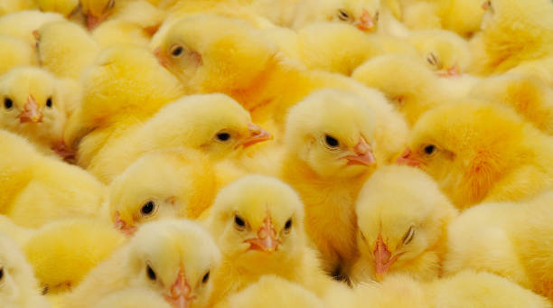 istock A texture of Baby domestic Chickens. 1206917111