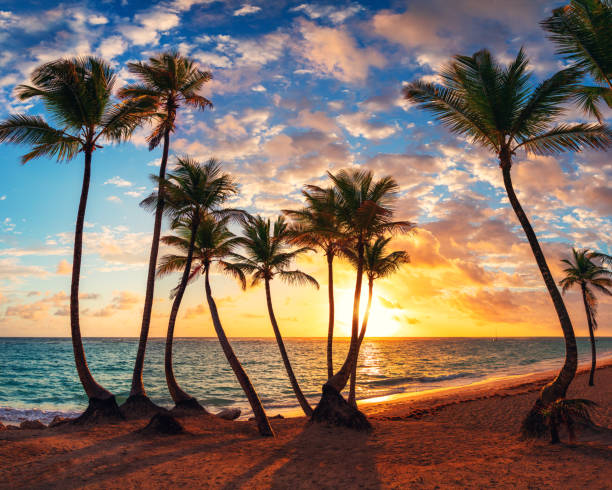 istock Exotic palm trees silhouettes and sea on tropical beach 1206919068