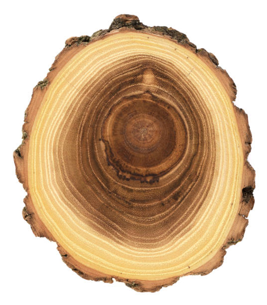 istock Acacia tree cross section with growth rings and bark isolated on white background 1206919113