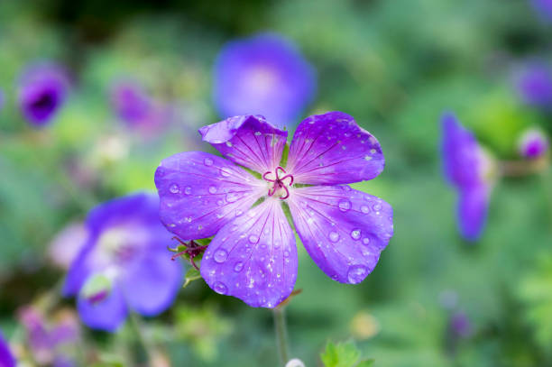 istock Cranesbills flowering plant, Geranium Rozanne flowers in bloom 1206919686