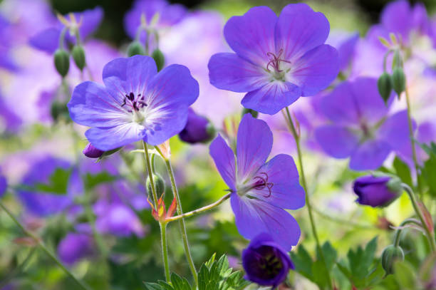 istock Cranesbills flowering plant, Geranium Rozanne flowers in bloom 1206919716