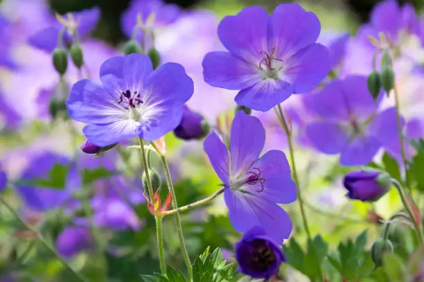 Photo of Cranesbills flowering plant, Geranium Rozanne flowers in bloom