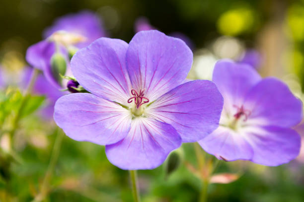 istock Cranesbills flowering plant, Geranium Rozanne flowers in bloom 1206919754