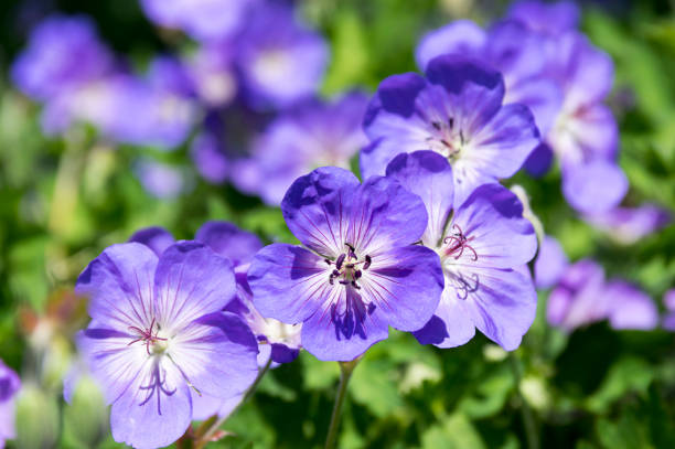 istock Cranesbills flowering plant, Geranium Rozanne flowers in bloom 1206919762