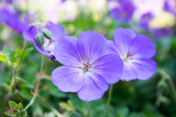 istock Cranesbills flowering plant, Geranium Rozanne flowers in bloom 1206919936