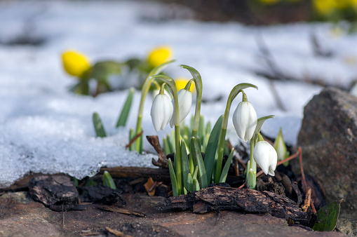 Snowdrops flowering with autumn leaves on the soil