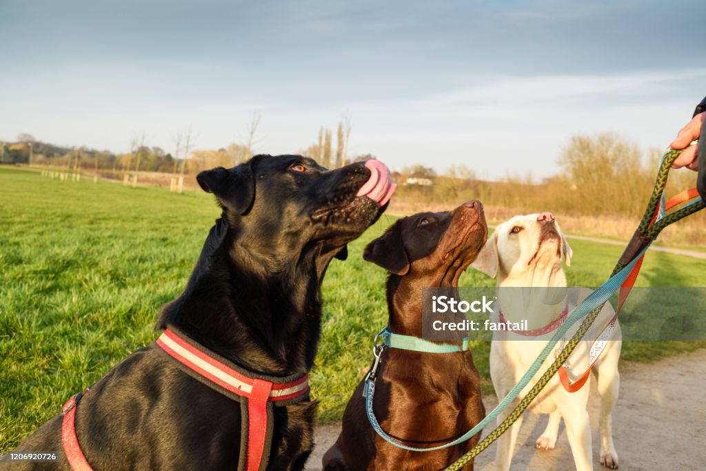 Drei Labrador Hunde schwarz, braun und gelb Farbe. - Lizenzfrei Hundespaziergang Stock-Foto