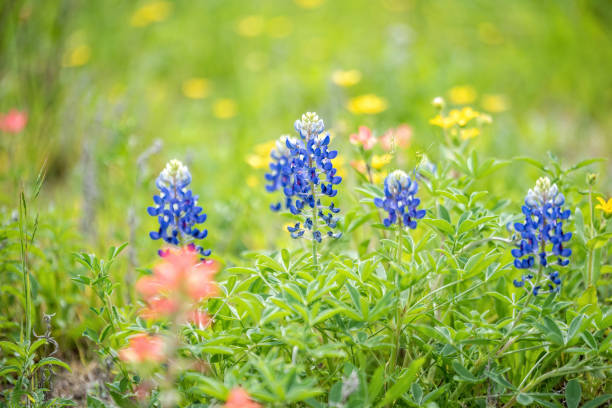 istock Colorful wildflower in Texas springtime 1206921054