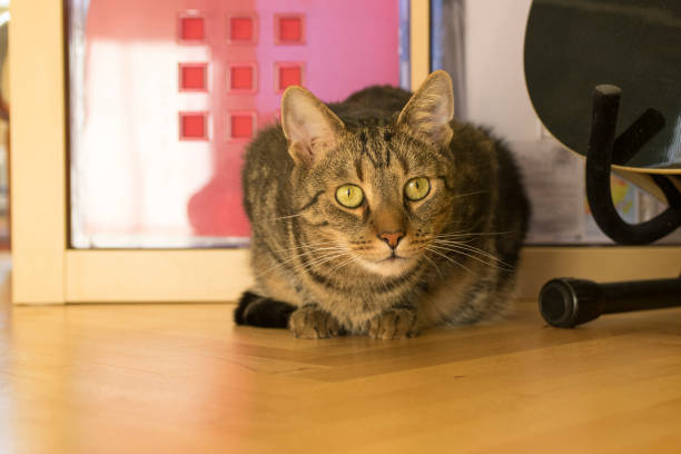 istock Lazy marble cat with magic lime green eyes lying 1206921146
