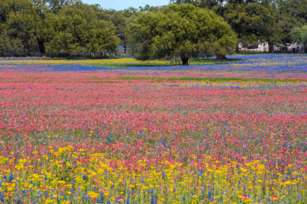istock Colorful wildflower in Texas springtime 1206921163
