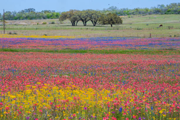 istock Colorful wildflower in Texas springtime 1206921179