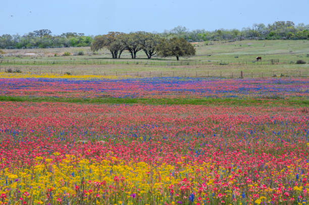 istock Colorful wildflower in Texas springtime 1206924504