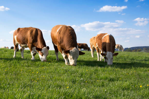 istock Brown white cows on pasture, green plain medow and blue sky on background, big czech farm animals 1206924652
