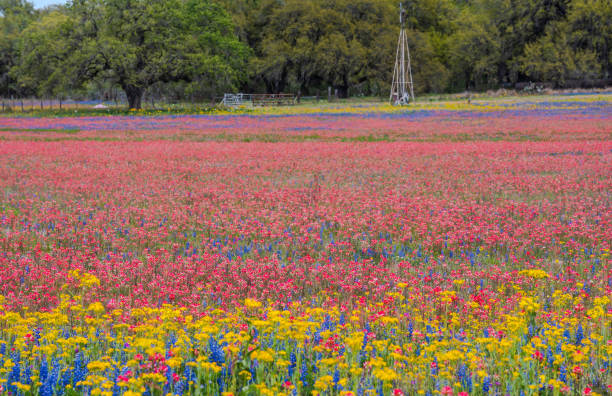 istock Colorful wildflower in Texas springtime 1206924978