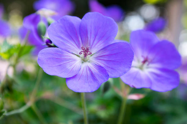 istock Cranesbills flowering plant, Geranium Rozanne flowers in bloom 1206925024