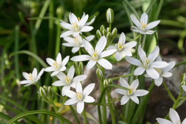 Photo of Ornithogalum umbellatum grass lily in bloom, small ornamental and wild plant