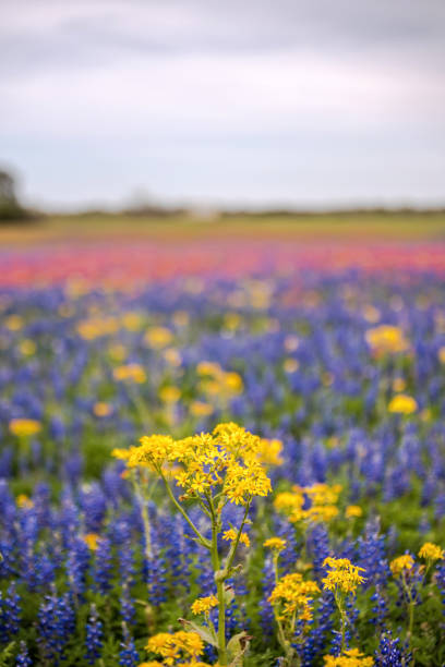 Bright, bold, beautiful, colorful wildflower in Texas springtime in front of a vineyards