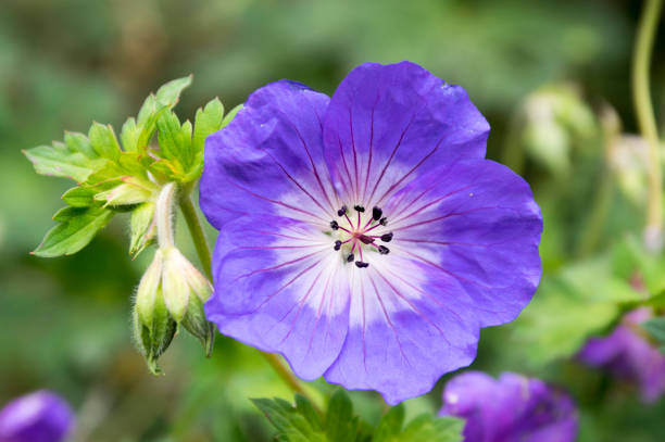 istock Cranesbills flowering plant, Geranium Rozanne flowers in bloom 1206925155