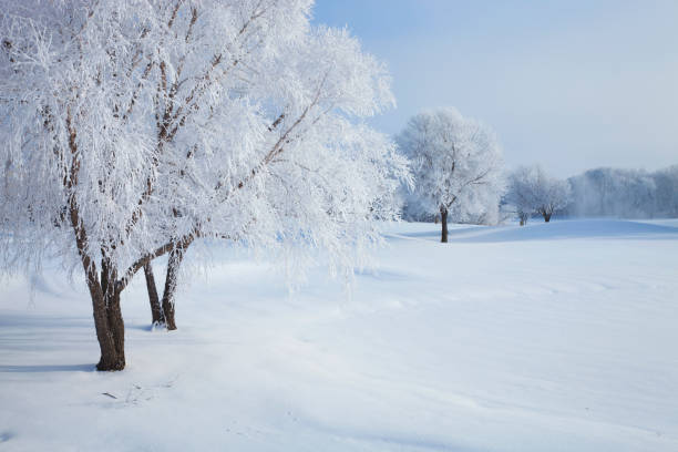 Trees in winter covered with hoar frost on a bright morning
