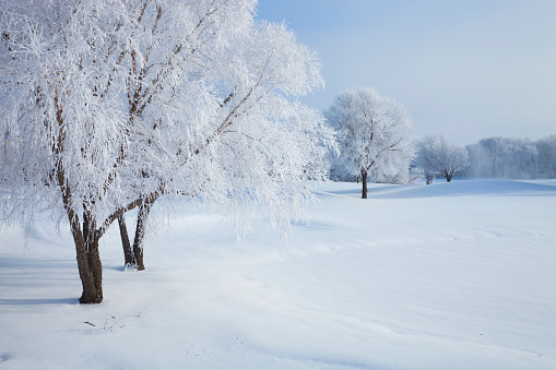 Trees in winter covered with hoar frost on a bright morning in Minnesota