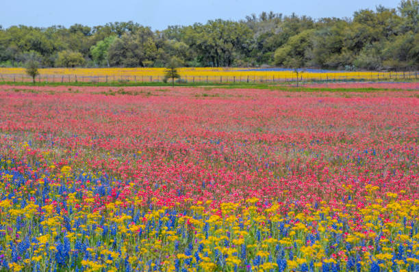 istock Colorful wildflower in Texas springtime 1206925923