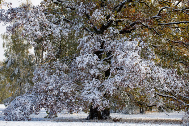A serene winter landscape featuring a snow-covered field with a backdrop of frosty trees under a soft gray sky.