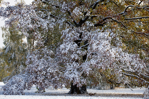 Snow covered old oak in autumn