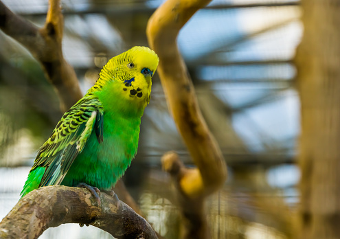 green and yellow budgerigar parakeet in closeup, tropical parrot specie from Australia