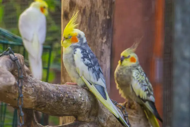 Photo of Cockatiels in diverse colors in the aviary together, popular tropical bird specie from Australia