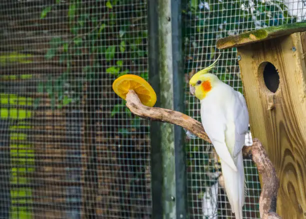 Photo of Lutino cockatiel in the aviary, popular color mutation in aviculture, tropical bird specie from Australia