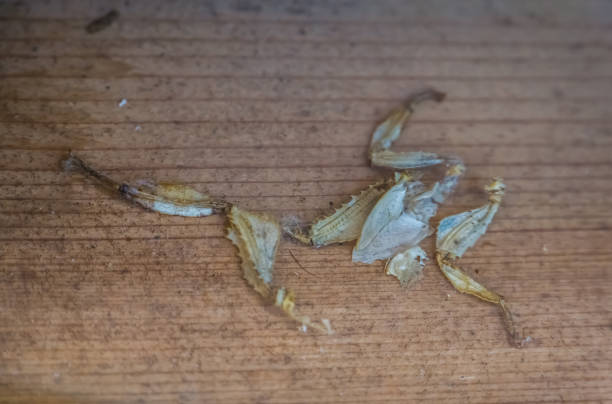 istock moult of a spiny leaf insect, Bug shedding, tropical walking stick specie from Australia 1206928957