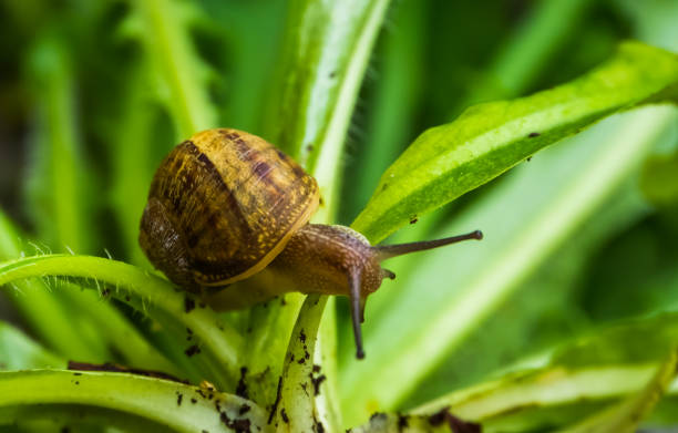 römische schnecke in makronahaufnahme, beliebte essbare schneckenart aus europa - invasive specie stock-fotos und bilder