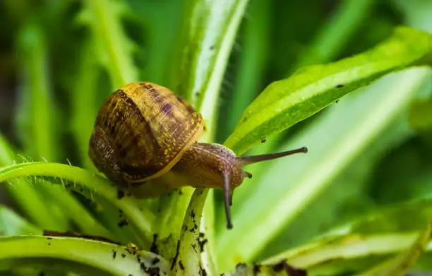Photo of Roman snail in macro closeup, popular edible slug specie from Europe