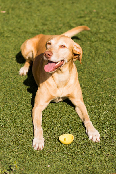 istock Yellow cute dog sitting on grass. Green background 1206929122