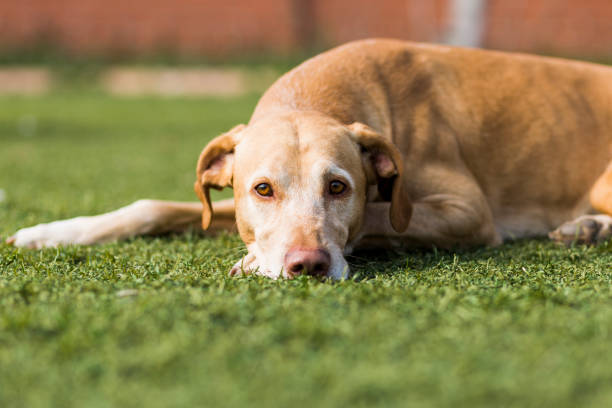 istock cute dog standing on grass. Green background. 1206929154
