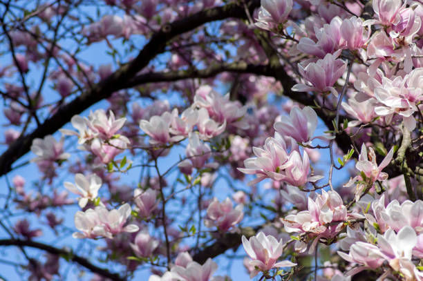 магнолия сулангана также называется блюдце магнолия цветущие весеннее дерево с красивым розовым белым цветком на ветвях - plant white magnolia tulip tree стоковые фото и изображения